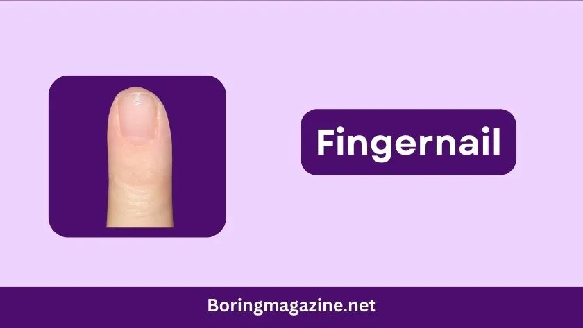 fingernail